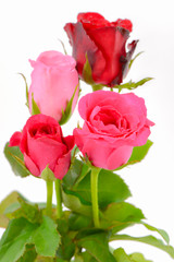 pink and red roses isolated