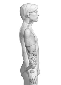 Digestive system of male anatomy