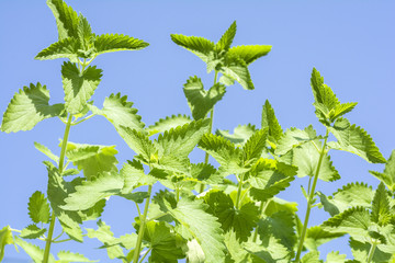 青空をバックにキャットニップの葉
