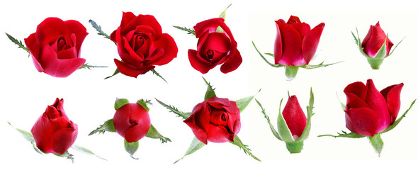 Set of roses isolated on white