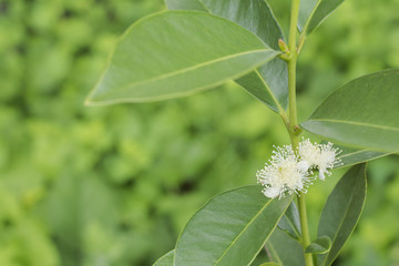 緑をバックにイエローストロベリーグアバの花