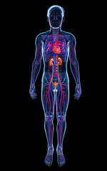 Male circulatory system