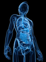 Xray digestive system of male body artwork