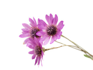 Fototapeta premium immortelle flower