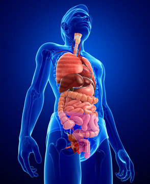 Digestive system of male body