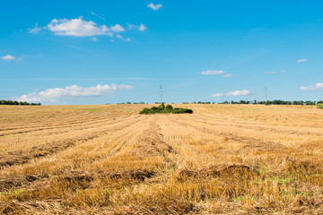 harvested field of wheat