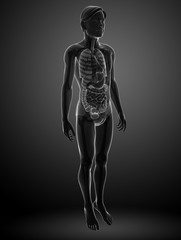 Xray digestive system of male body artwork