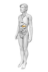 Male pancreas anatomy