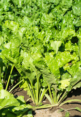 beet growing in the field