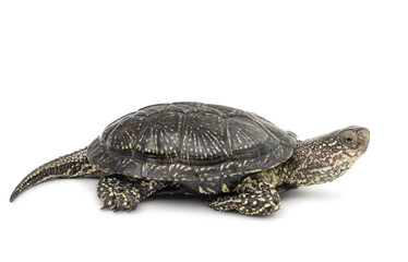 Fototapeta premium Turtle