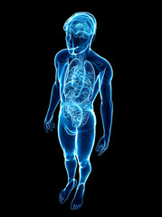 Male x-ray digestive and nervous system artwork
