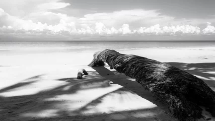 Foto op Aluminium Zwart wit Omgevallen palmboom in zwart-wit