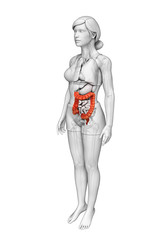 Female large intestine anatomy