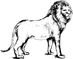 Obraz premium hand drawn lion