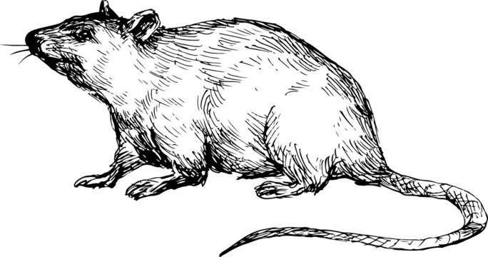 hand drawn mouse