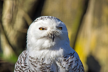 Fototapeta premium Schnee-Eule