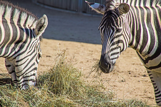 Steppenzebra