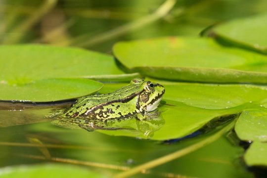 Side view of a green frog on a water lily leaf