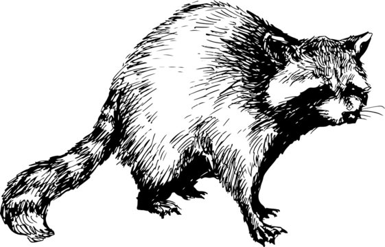 hand drawn raccoon