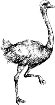 hand drawn ostrich