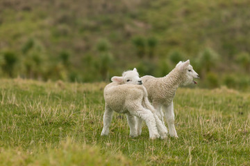 Obraz premium bleating newborn lambs