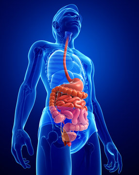 Small intestine anatomy of male