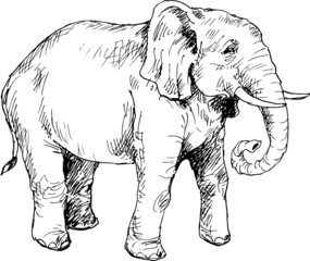 hand drawn elephant