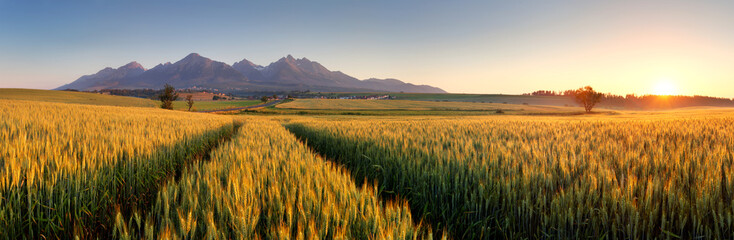 Sunset over wheat field with path in Slovakia Tatra mountain - p - obrazy, fototapety, plakaty