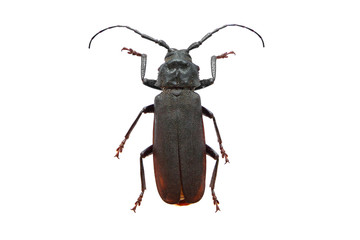Longhorn beetle