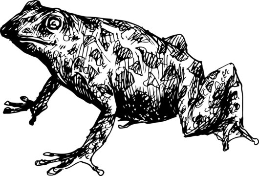 black and white frog sketch clip art preview