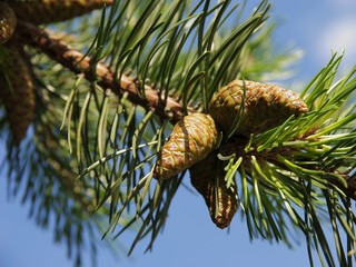 twig of dwarf mountain pine with cones