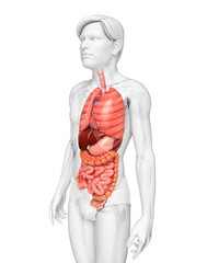 Digestive system of male body