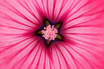 Obrazy na Szkle  Kwiat malwy - makro