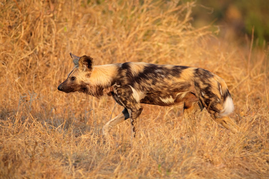 African Wild Dog Hunting