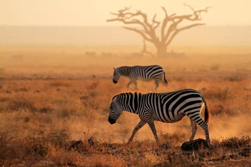 Foto auf Acrylglas Steppenzebras im Staub, Amboseli Nationalpark © EcoView