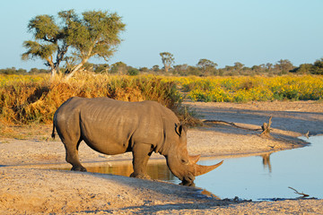 White rhinoceros drinking water