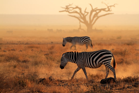 Fototapeta Plains zebras in dust, Amboseli National Park