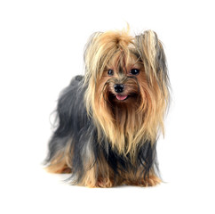 Dog yorkshire terrier isolated on white