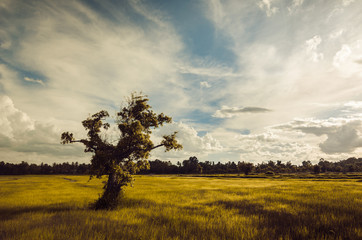 Fototapeta premium Tree grass field and sky vintage