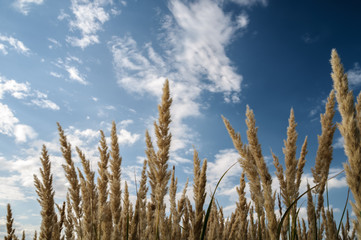 Fototapeta premium The stems of grass steppe feather grass on the background of blu
