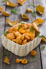 fresh forest chanterelle mushrooms in a basket