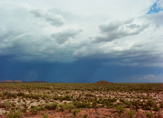Fototapeta na wymiar Sonora Desert