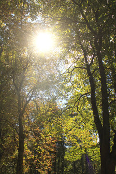 wald