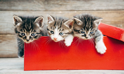 Kittens in red box