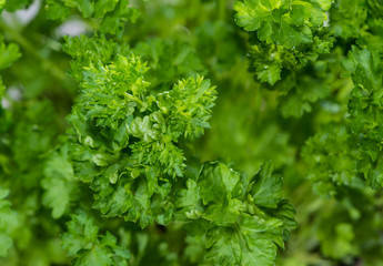 Fresh Parsley Plant