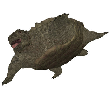 Proganochelys quenstedti