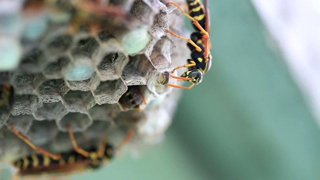 「カリバチ」の画像 41 件の Stock 写真、ベクターおよびビデオ Adobe Stock