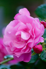 Pink rose with water drops on petals after a rain
