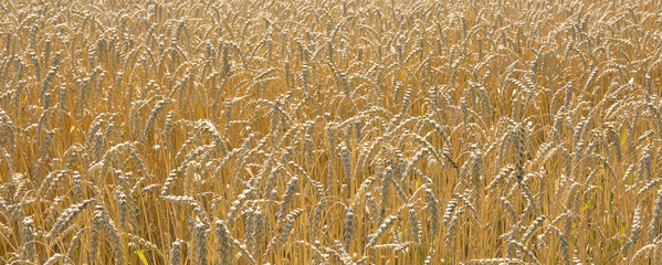 Zboże © Zbyszek Nowak