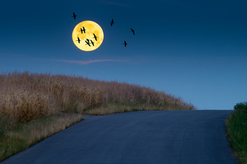 Żórawie lecące nocą na tle księżyca